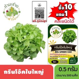ทำมะชาดฟาร์ม (ซื้อ10แถม1) เมล็ดพันธุ์ กรีนโอ๊คใบใหญ่ ขนาด0.5กรัม ประมาณ500เมล็ด BIG GREEN OAK บิ๊กกรีนโอ๊ค ผักสลัด เมล็ด