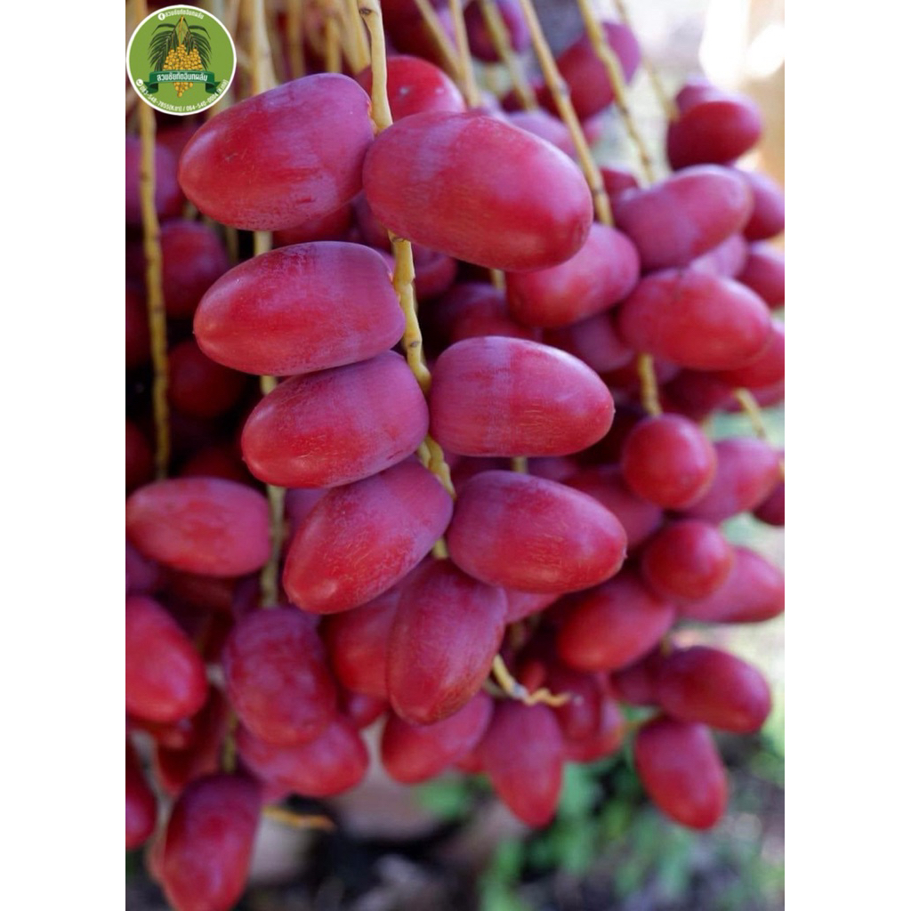 ส่งฟรี🚚อินทผลัม โคไนซี บาฮี อัมเอ็ด สุการี่ ปลอดสารพิษ100% 🍎🍋🍑
