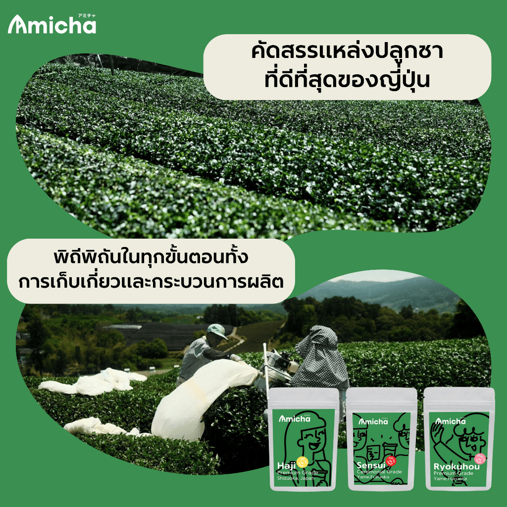 [AMICHA] – ASANE (อาซาเนะ) ผงมัทฉะ 100%   จากเมืองยาเมะ, ฟุกุโอกะ ประเทศญี่ปุ่น | Ceremonial grade ราคา ถูกที่สุด ดีลบีเคเค แกลเลอรีภาพที่ 4