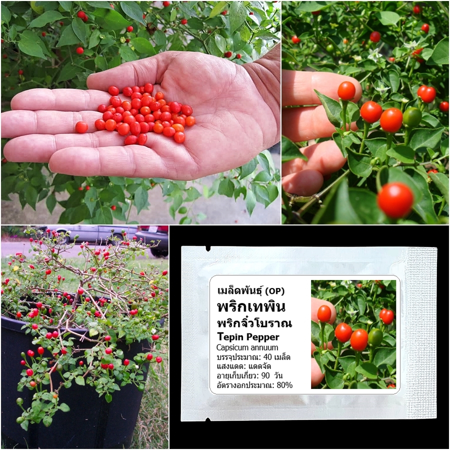 เมล็ดพันธุ์ พริกเทพิน พริกจิ๋วโบราณ Tepin Pepper Seed คุณภาพดี ของแท้ 100%