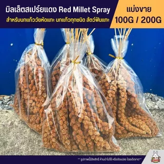 มิลเล็ตสเปร์ยแดง อาหารนกแก้ว หนูแฮมสเตอร์ และสัตว์ฟันแทะ Red Millet Spray (แบ่งขาย 100G / 200G)
