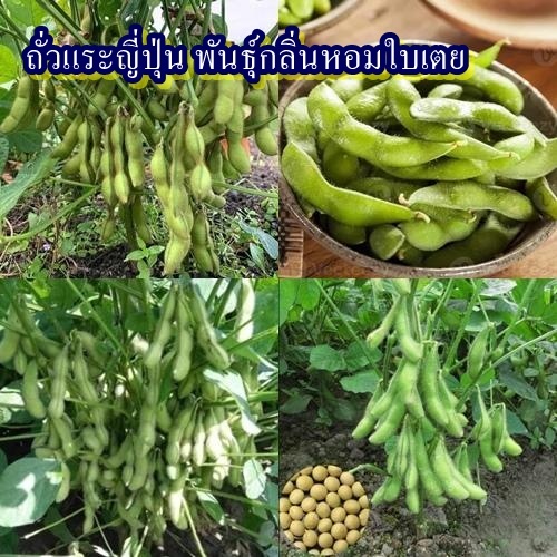 25 เมล็ด เมล็ดถั่วแระญี่ปุ่น พันธุ์กลิ่นหอมใบเตย (ปลูกง่าย ออกฝักดก ฝักสดต้มสุกมีกลิ่นหอมเหมือนใบเตย รสชาติหอมหวานมันๆ)