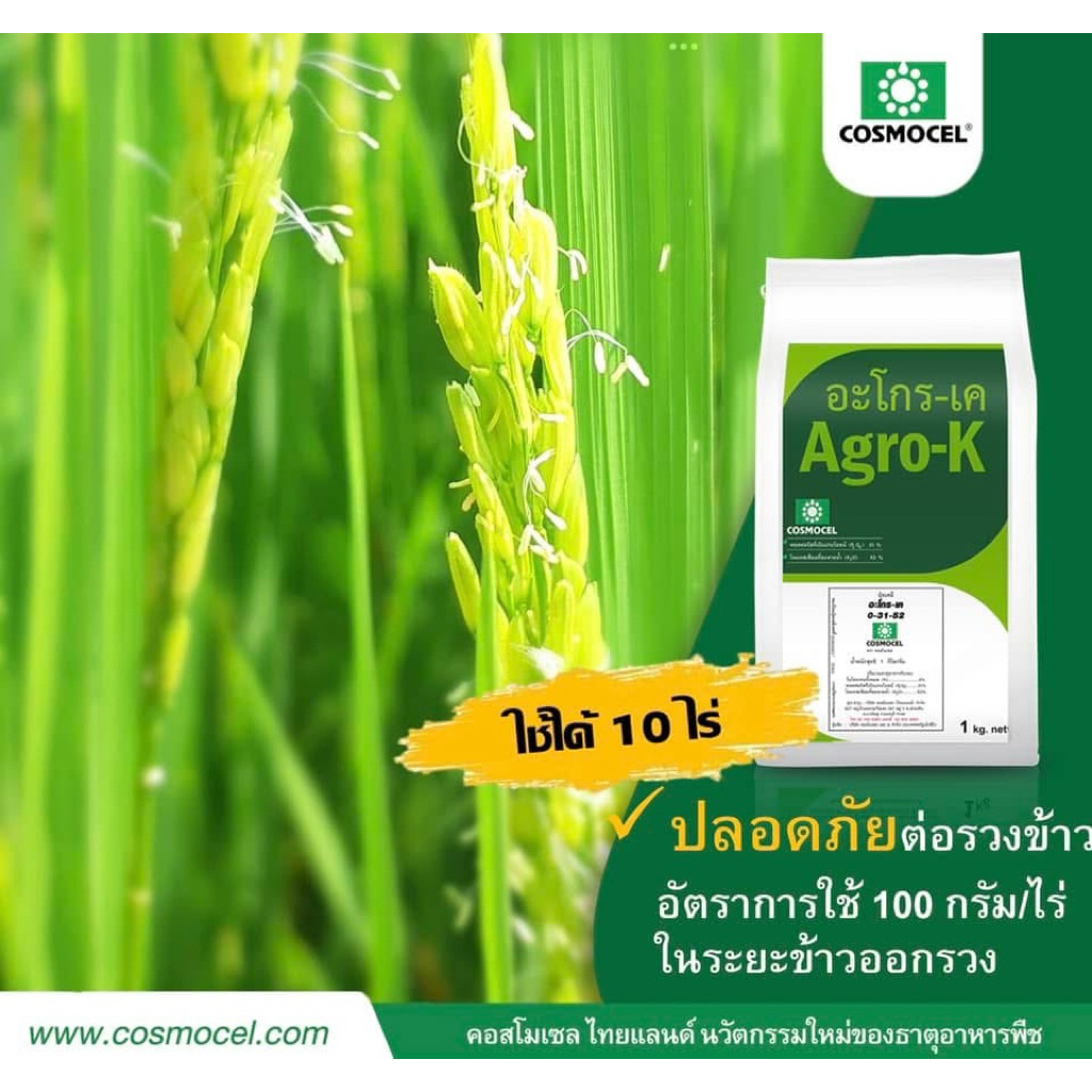 อะโกร-เค (Agro-K) คอสโมเซล ปุ๋ยเคมี 0-31-52 ดูดซึมเร็ว รูปที่ 3