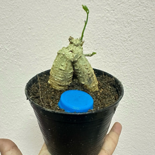 ตำลึง / ต้นตำลึง /บอนไซตำลึง/แคกตัส/ตำลึงโขด - รูปที่ 4