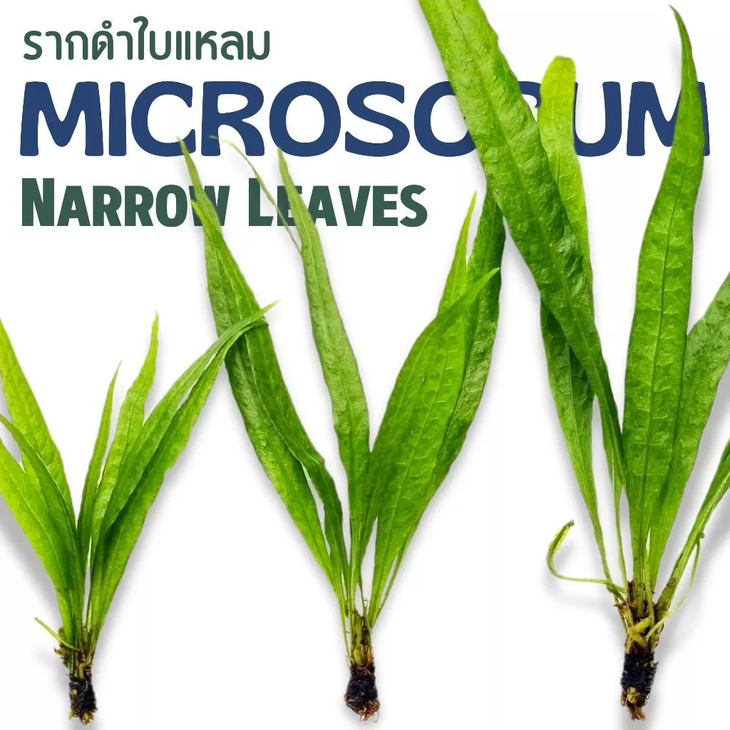 รากดำ ใบแหลม เลือกได้ 3 ขนาด จำนวน 1 มัด- MICROSORUM NARROW LEAF ต้นไม้น้ำ เฟิร์นน้ำ