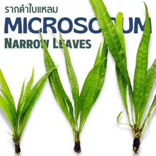 รากดำ ใบแหลม เลือกได้ 3 ขนาด จำนวน 1 มัด- MICROSORUM NARROW LEAF ต้นไม้น้ำ เฟิร์นน้ำ