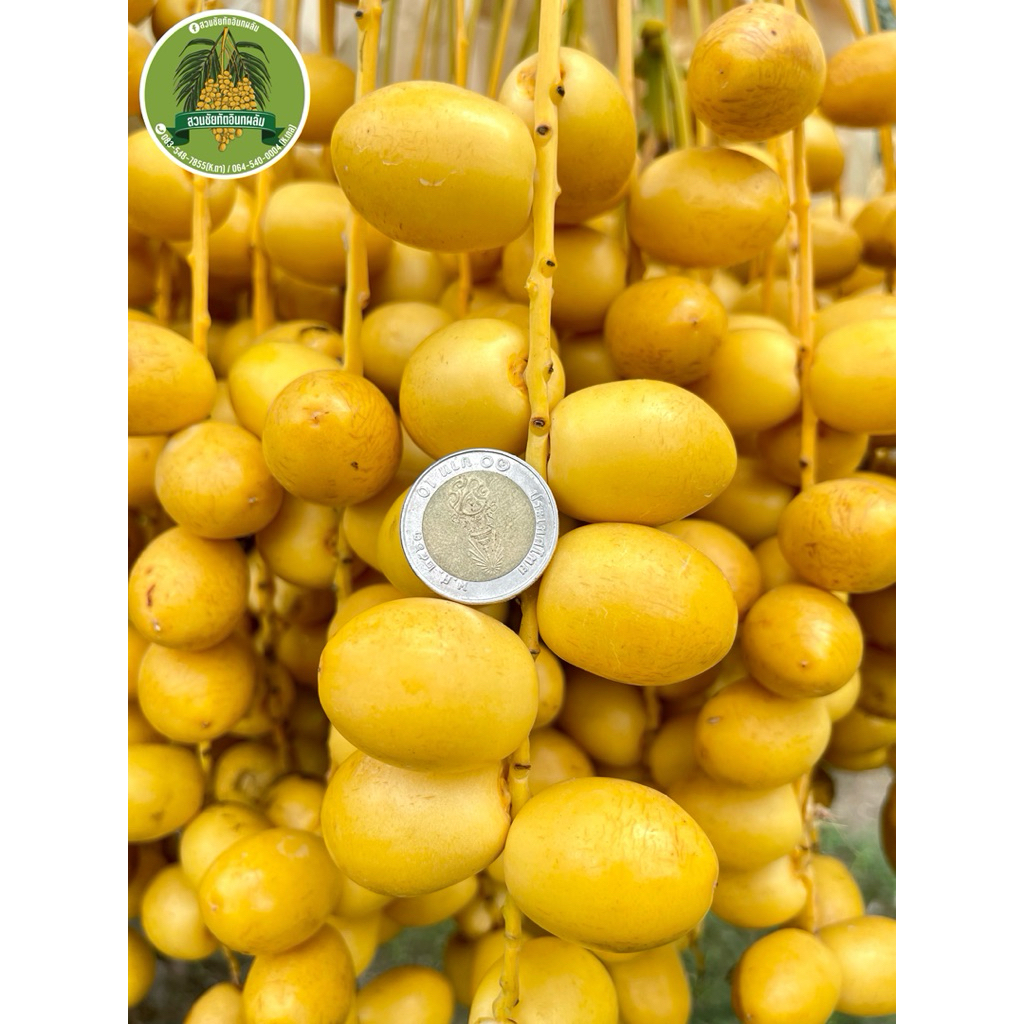 ส่งฟรี🚚 อินทผลัมพันธุ์บาฮีเหลือง ปลอดสารพิษ 100% หวานกรอบ ไม่ฝาด🍋