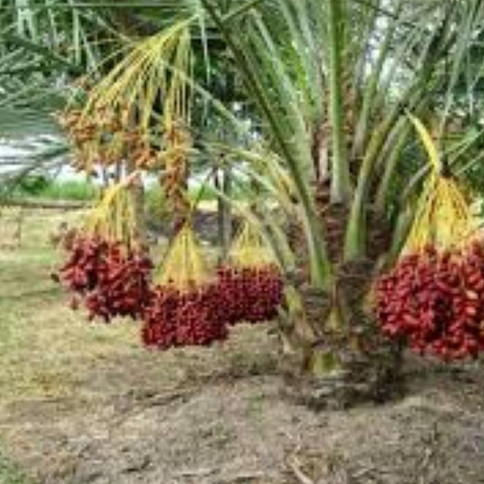 10 เมล็ดอินทผาลัม สายพันธุ์อัจวะห์ Seeds Ajwah Ajwa เมล็ดแท้จากต้นเพาะเนื้อเยื้อ