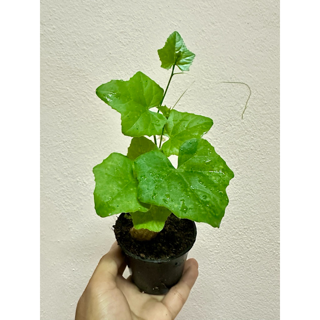 ตำลึง / ต้นตำลึง /บอนไซตำลึง/แคกตัส/ตำลึงโขด - รูปที่ 6