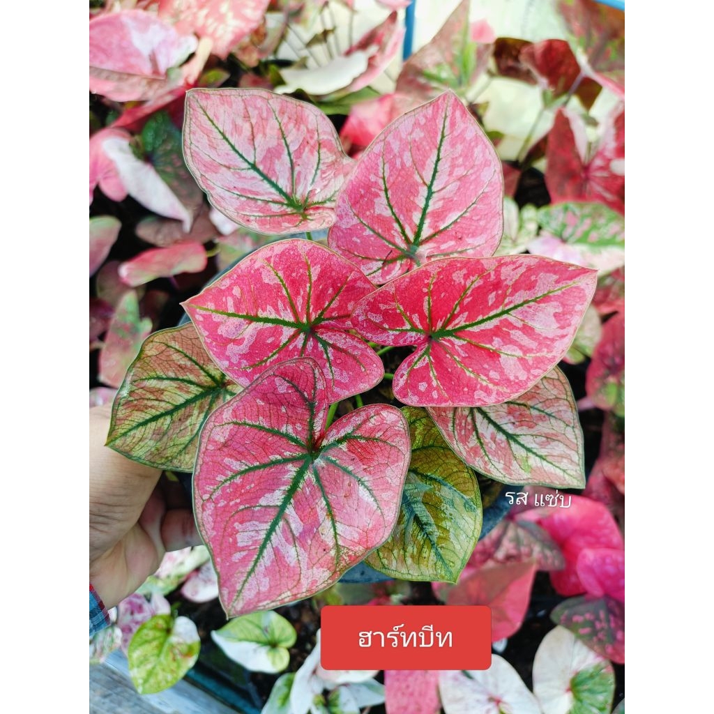ต้นบอนสีฮาร์ดบีท เป็นบอนใบไทยกัดสีแดง ลักษณะเหมือนหนึ่งเดียวในจักรวาล  กัดสีแดงใบดก