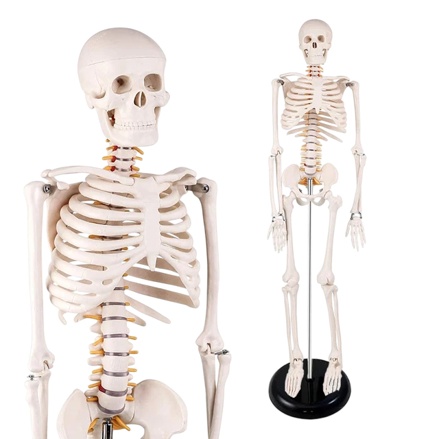 หุ่นโครงกระดูกสูง 85 ซม.ผลิตจากPVC Anatomy:หุ่นจำลอง รูปที่ 4