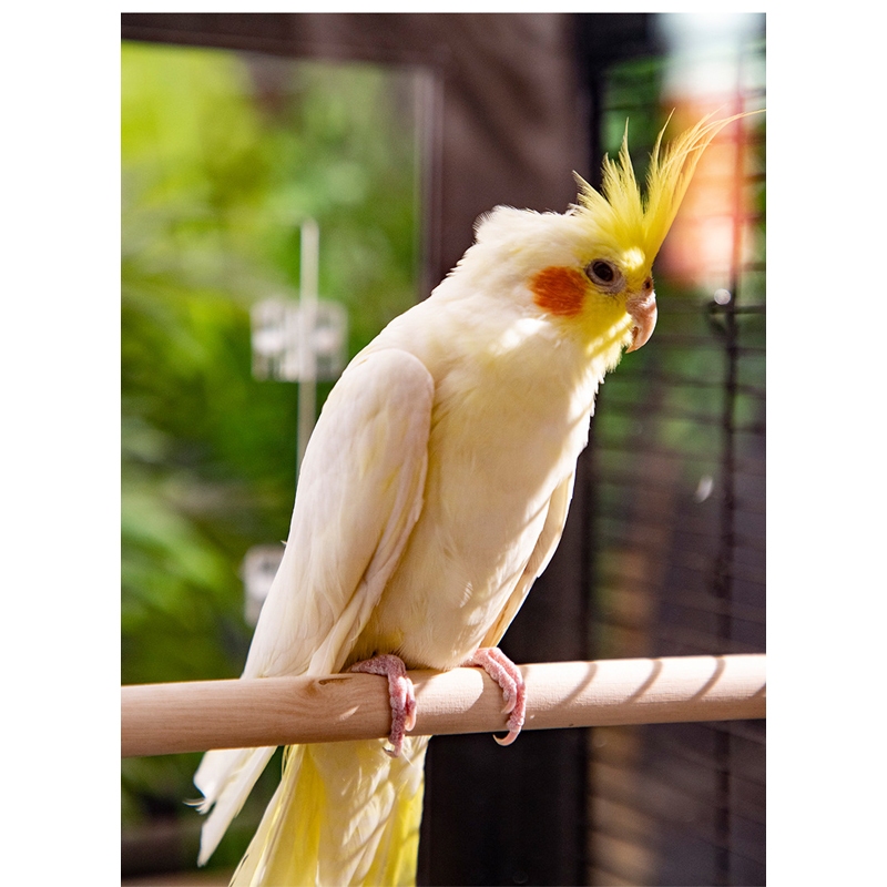 คอนยืนไม้แท่ง กลึงกลม คอนไม้ คอนนก คอนติดกร สำหรับนกแก้ว เลิฟเบิร์ด ค๊อกคาเทล กรีนชีค - รูปที่ 7