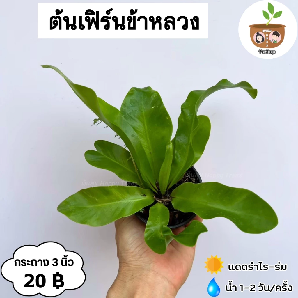 ต้นเฟิร์นข้าหลวง จัดส่งที่ 2 ต้นขึ้นไป คละแบบได้