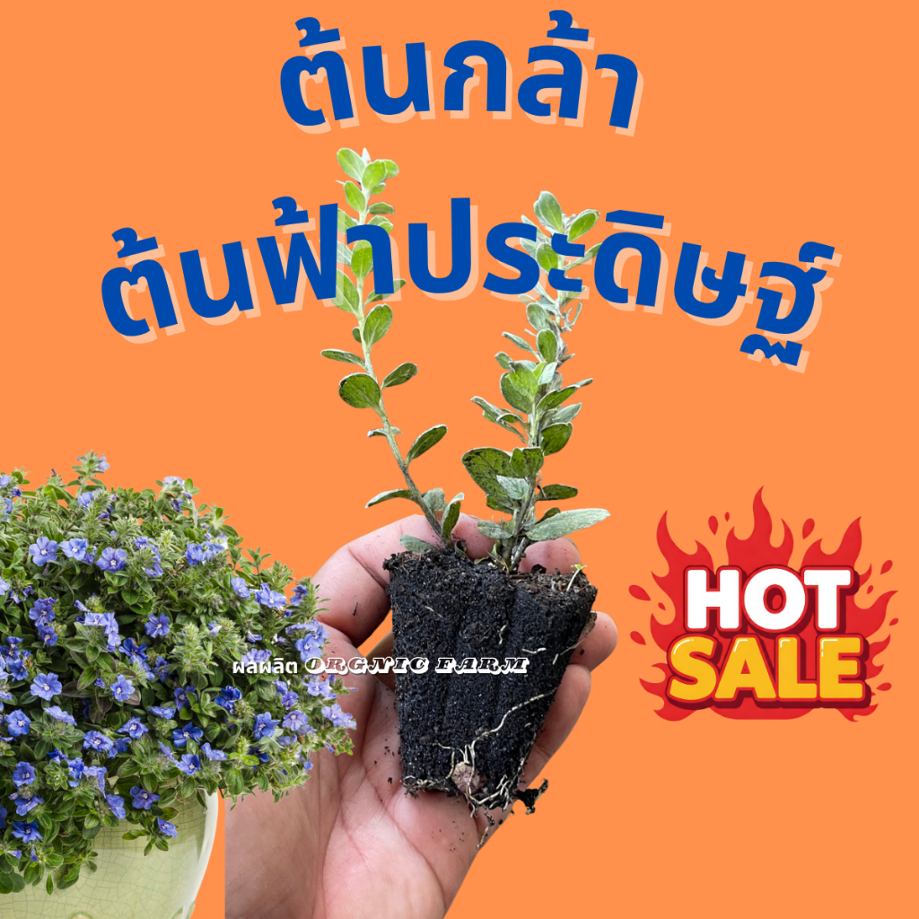 ฟ้าประดิษฐ์ (ต้นกล้า) จัดส่ง ภายใน 24 ชม.