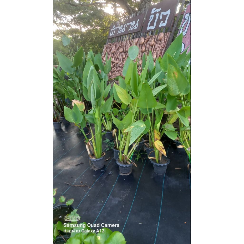 ( ซื้อ 1 แถม 1 ) คล้าน้ำช่อห้อย (  Water Canna ) ถิ่นกำเนิดจากทวีปอเมริกาใต้ ไม้พุ่มแผ่นใบหนา ปลายแหลม โคนป้าน ช่อดอกยาว