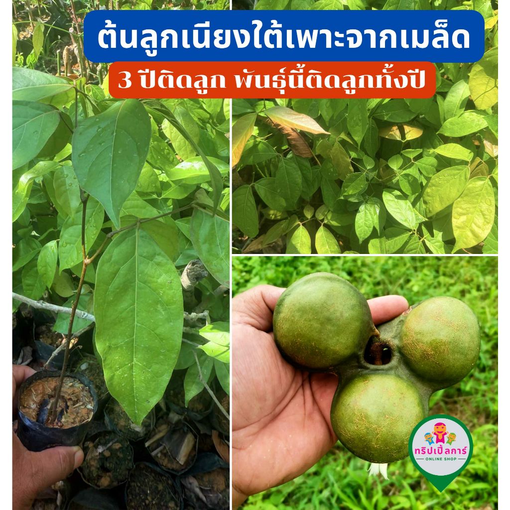 ต้นลูกเนียงใต้เพาะจากเมล็ด 3 ปีติดลูก พันธุ์นี้ติดลูกทั้งปี