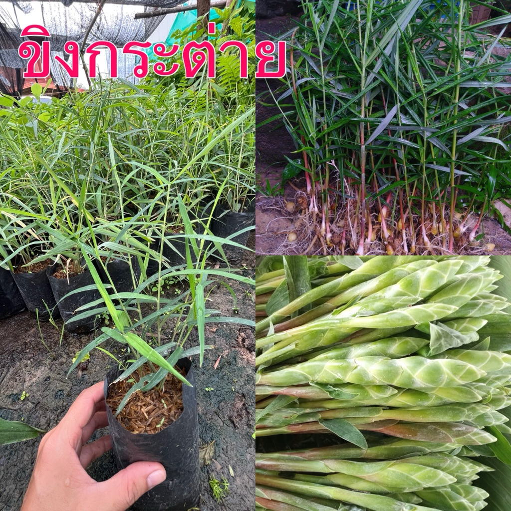 ต้นพันธุ์ขิงกระต่าย หรือต้นอีหม่น ขิงป่า(ภาษาอีสาน) ทานคู่กับแกงหน่อไม้ หรือจิ้มน้ำพริกก็อร่อย