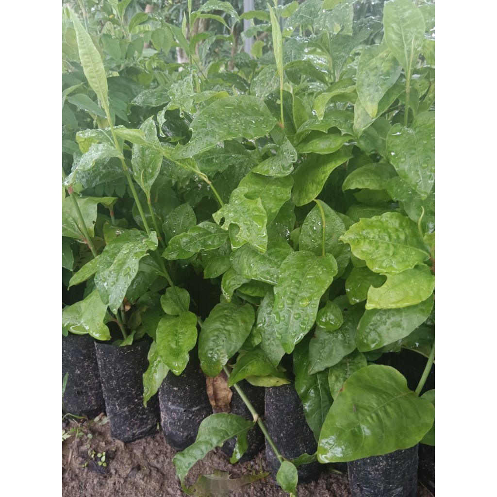 ต้นเจตมูลเพลิงแดงหรือปิ๊ดปี้แดง/4 ถุง100 บาท