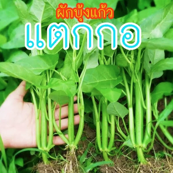 ผักบุ้งแก้วแตกกอ📌10แถม1!!🎯ถูกที่สุด10บ.🎯เมล็ดพันธุ์ผักบุ้งแก้วแตกกอ 50-300เมล็ด☘️งอกง่าย🌱ใบใหญ่🌱พุ่มใหญ่แน่น🌱ทานอร่อย