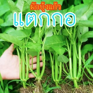 ผักบุ้งแก้วแตกกอ📌10แถม1!!🎯ถูกที่สุด10บ.🎯เมล็ดพันธุ์ผักบุ้งแก้วแตกกอ 50-300เมล็ด☘️งอกง่าย🌱ใบใหญ่🌱พุ่มใหญ่แน่น🌱ทานอร่อย