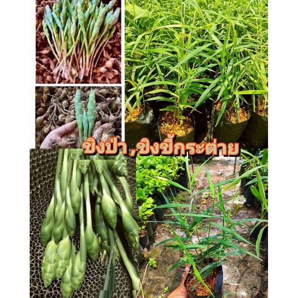 ต้นขิงป่า,ขิงกระต่าย,ขิงขี้กระต่าย ต้นไม้หายากใกล้สูญพันธุ์ ต้นชำถุงพร้อมปลูกสินค้าเสียหายยินดีเคลมฟรี