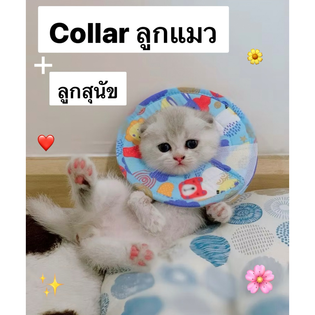 คอลล่ากันเลีย ป้องกันการเกาตา ป้องกันการแทะเท้า แทะแผล สำหรับลูกสุนัขและแมว