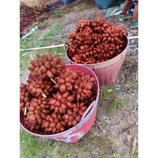 สละสด หวานอมเปรี้ยวหอมตัดสดสละสุมาลีจันทบุรีของแท้