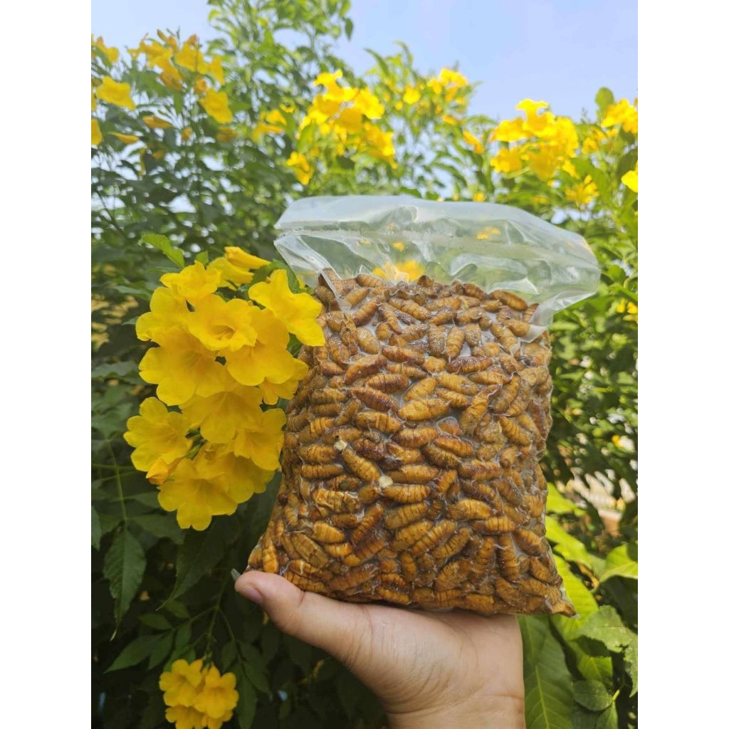 ดักแด้หนอนไหมแช่แข็ง ✨ส่งด่วน✨ สด ตัวเต็ม ไม่หลวง ขนาด 500-1000 กรัม