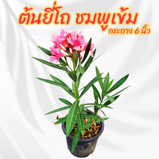 ต้นยี่โถสีชมพู ชมพูเข้ม ไม้ดอกทนแดด ออกดอกทั้งปี ขนาดกระถาง 6 นิ้ว