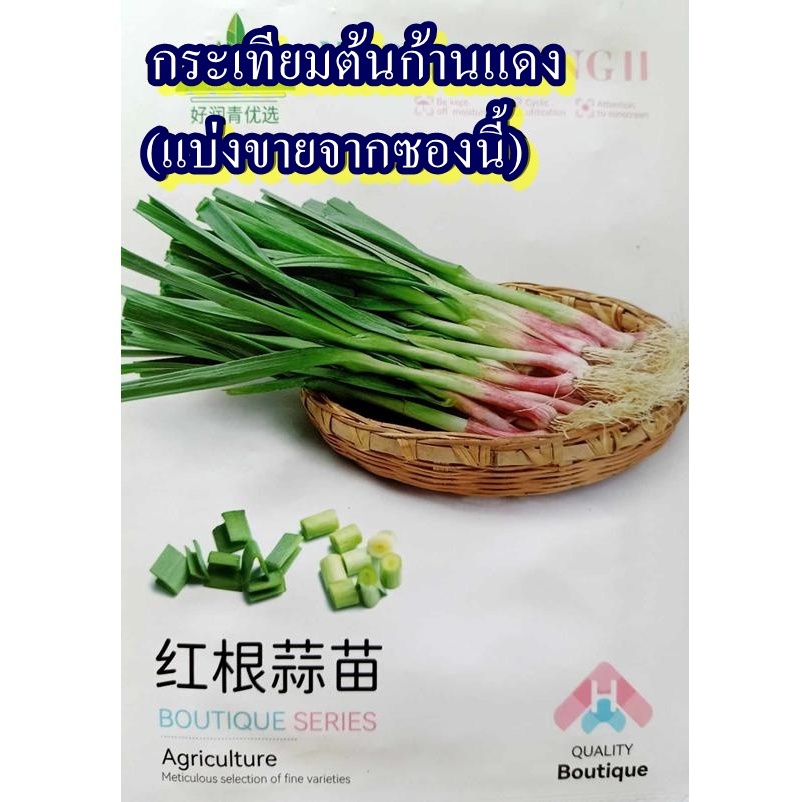 300+ เมล็ด เมล็ดกระเทียมต้นก้านแดง (ปลูกง่าย ใบแบน สีเขียวอ่อน หัวสีแดง ลำต้นและใบทานสด ทำอาหาร เมนูผัด แกงต่างๆ ได้)