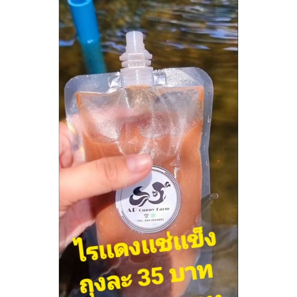 อาหารปลาไรแดงฟรีช ไรแดงแช่แข็ง อาหารปลาโปรตีนสูง ขนาด 150 กรัม