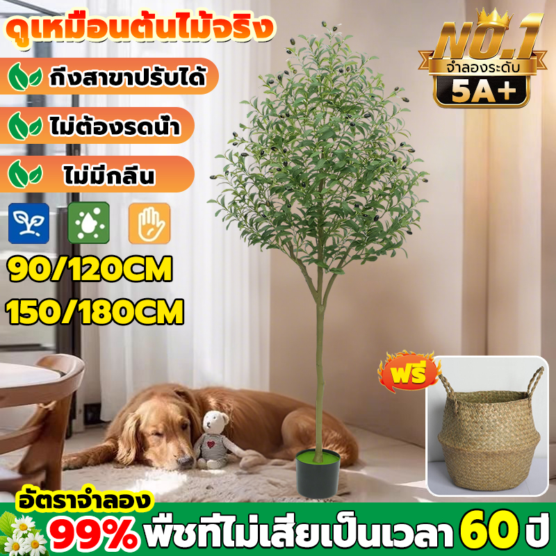 ✿ฟรี กระถาง✿ ก้านหนา ต้นไม้ปลอม ต้นโอลีฟ ต้นมะกอกปลอม สีไม่จางลว 80 ปี ขนาด90cm/120/150/180cm