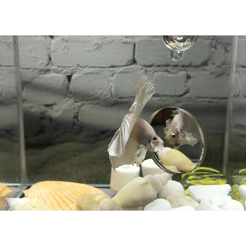 กระจกปลากั-ด สองหน้า – ด้านเดียว