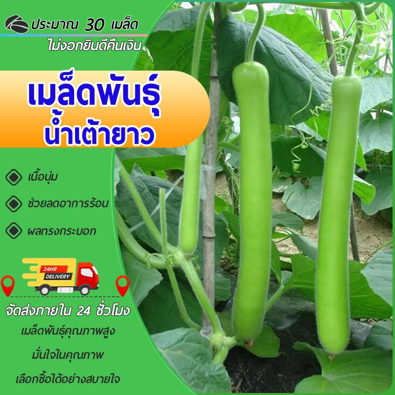 น้ำเต้ายาว ประมาณ 30 เมล็ด ผักสวน ปลูกง่าย ลูกดก ทานอร่อย ลูกใหญ่ โตไว