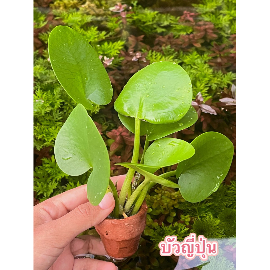 บัวญี่ปุ่น(แบบกระถาง)