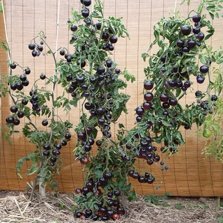 เมล็ดพันธุ์ มะเขือเทศสีม่วง Indigo Rose Tomato Seed บรรจุ 10 เมล็ด คุณภาพดี ของแท้ 100%