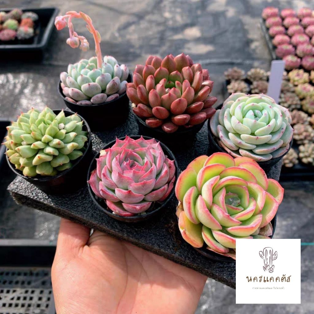 ပရီအော်ဒါ❗ ဂွားလာဘ်ဟင်း (Echeveria) စတိုင် စုပေါင်းစက် (Set) — အမဲသားအပင်/အဆီပင်(Succulent)