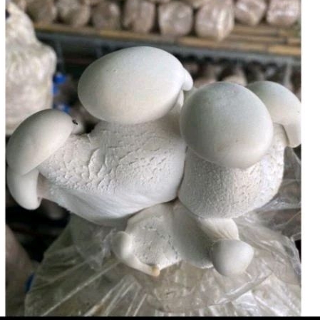 ก้อนเห็ดมิกี้ก้อนละ 40 บาท