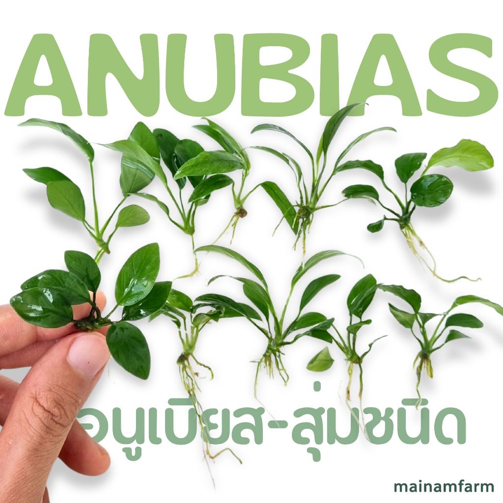 อนูเบียสขนาดจิ๋ว 10 ต้น ขนาด 'xs' 1-3 นิ้ว *สุ่มชนิด ต้นไม้น้ำ
