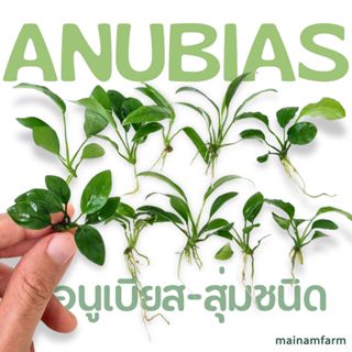 อนูเบียสขนาดจิ๋ว 10 ต้น ขนาด 'xs' 1-3 นิ้ว *สุ่มชนิด ต้นไม้น…