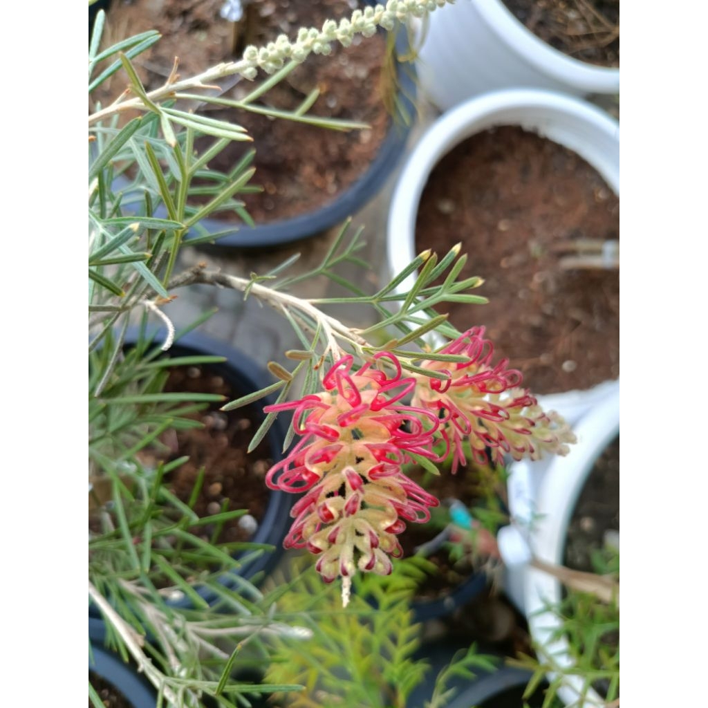 🌿ต้นสนเกรวิลเลีย spirit🌸 เกรวิลเลีย ‘Spirit of Anzac’