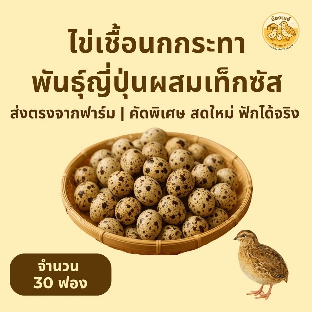 ไข่เชื้อนกกระทา 30 ฟอง สดใหม่ทุกวัน นำไปฟักในตู้ฟักไข่ ชุดทดลอง