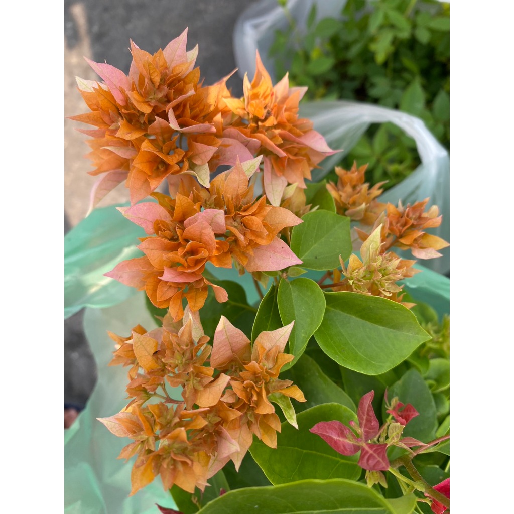 สุดคุ้ม สุ่มสี เฟื่องฟ้าสาวิตรีแคระ ราคาถูก กระถาง 4-6 นิ้ว มีหลายสี จัดส่งทั้งกระถาง