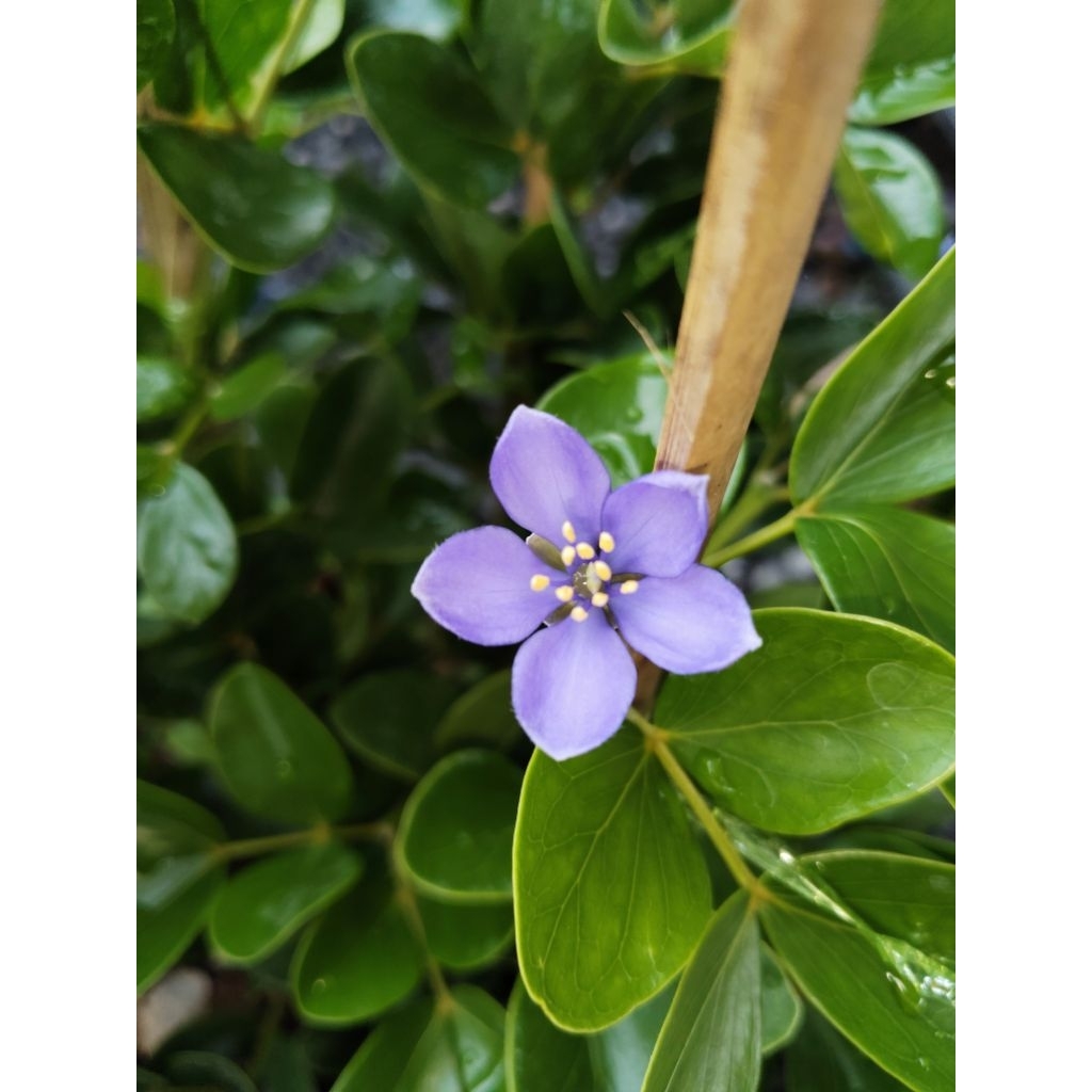 แก้วเจ้าจอม 4-6 ใบ (พันธุ์ 10 ใบ) Guaiacum officinale L พันธุ์ลูกผสม