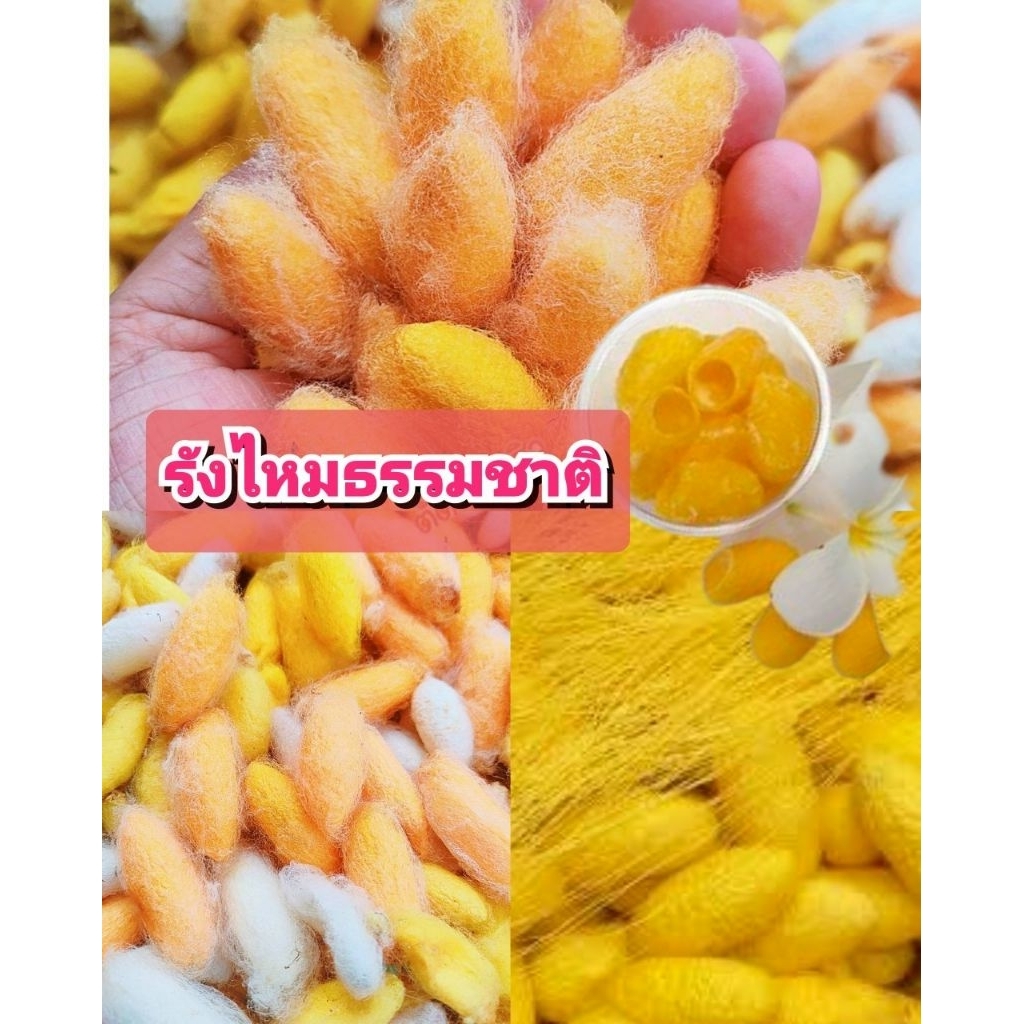 รังไหมธรรมชาติ ไม่ลอกใยไหม คละไซส์ ใช้ขัดหน้า บรรจุ50 รัง