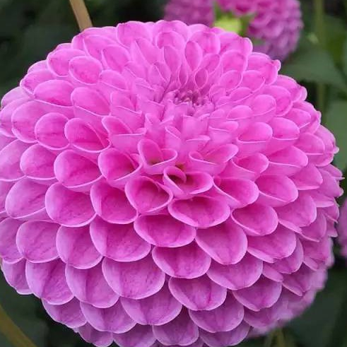 ดอกดาร์เลีย ดอกรักเร่ สีม่วง พันธุ์ ปอมปอม dahlia pinnata pompon 30 เมล็ด