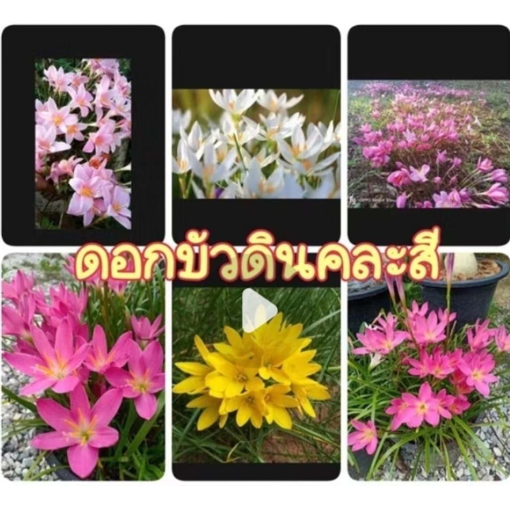 ดอกบัวดินคละสีลุ้นสี 1 ชุด 5 หัวพันธุ์ ดอกออกมาสวยจะมีลวดลายหลากสีสัน