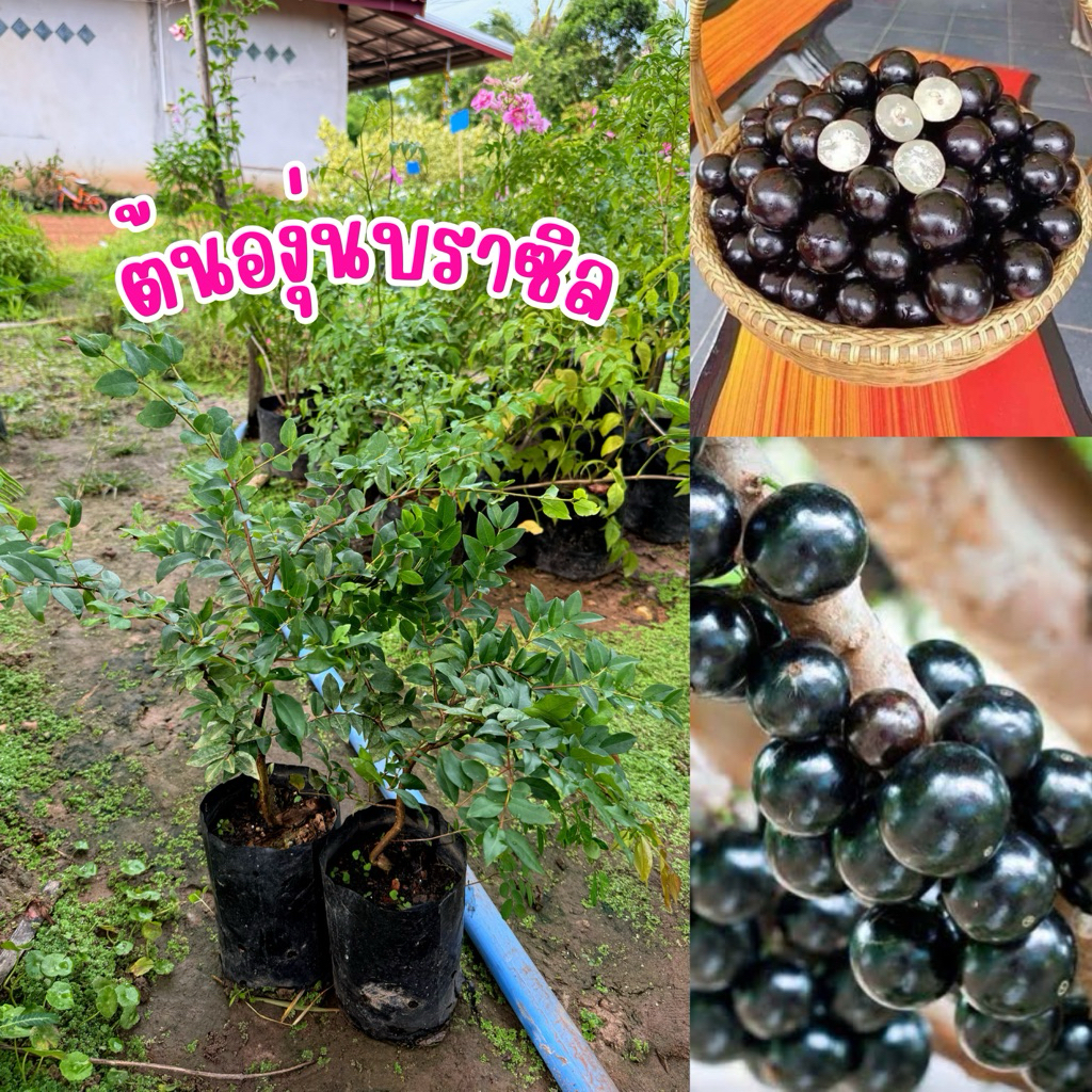 ต้นองุ่นบราซิล แบบกิ่งตอน ต้นละ115บาท ต้นสวยพร้อมส่ง