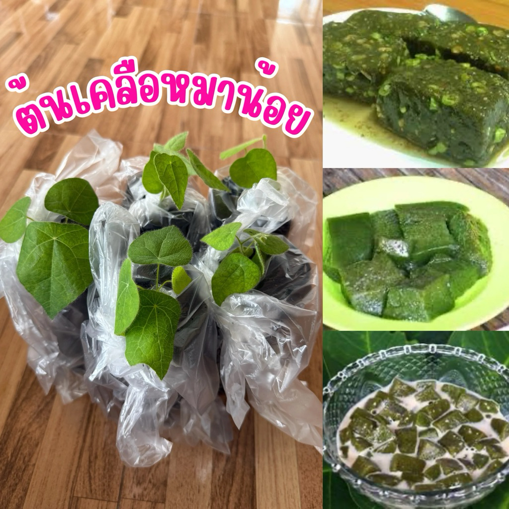 ต้นเคลือหมาน้อย ชุด4ต้น80บาท ต้นสวยแข็งพร้อมส่ง