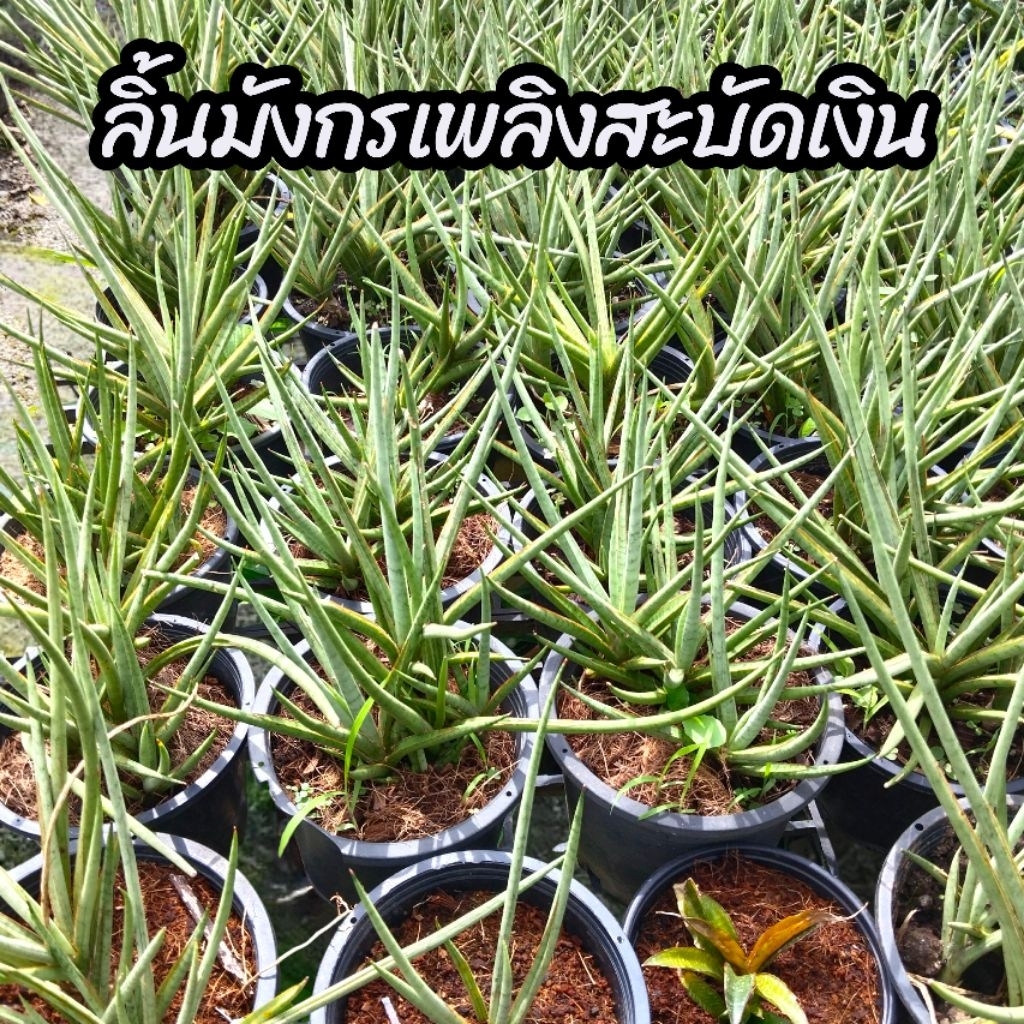 ต้นลิ้นมังกรเพลิงสะบัด(เงิน) ต้นลิ้นมังกร ลิ้นมังกรแคะ ไม้ฟอกอากาศ ปลูกในบ้านได้ (ต้นพร้อมกระถาง 6" นิ้ว)